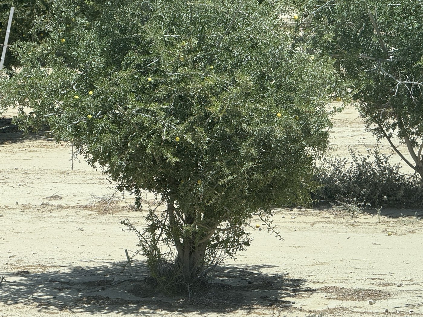 Argan grove on the estate