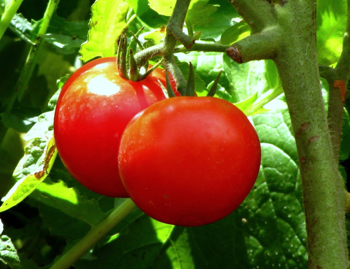 Certified organic produce from the orchard