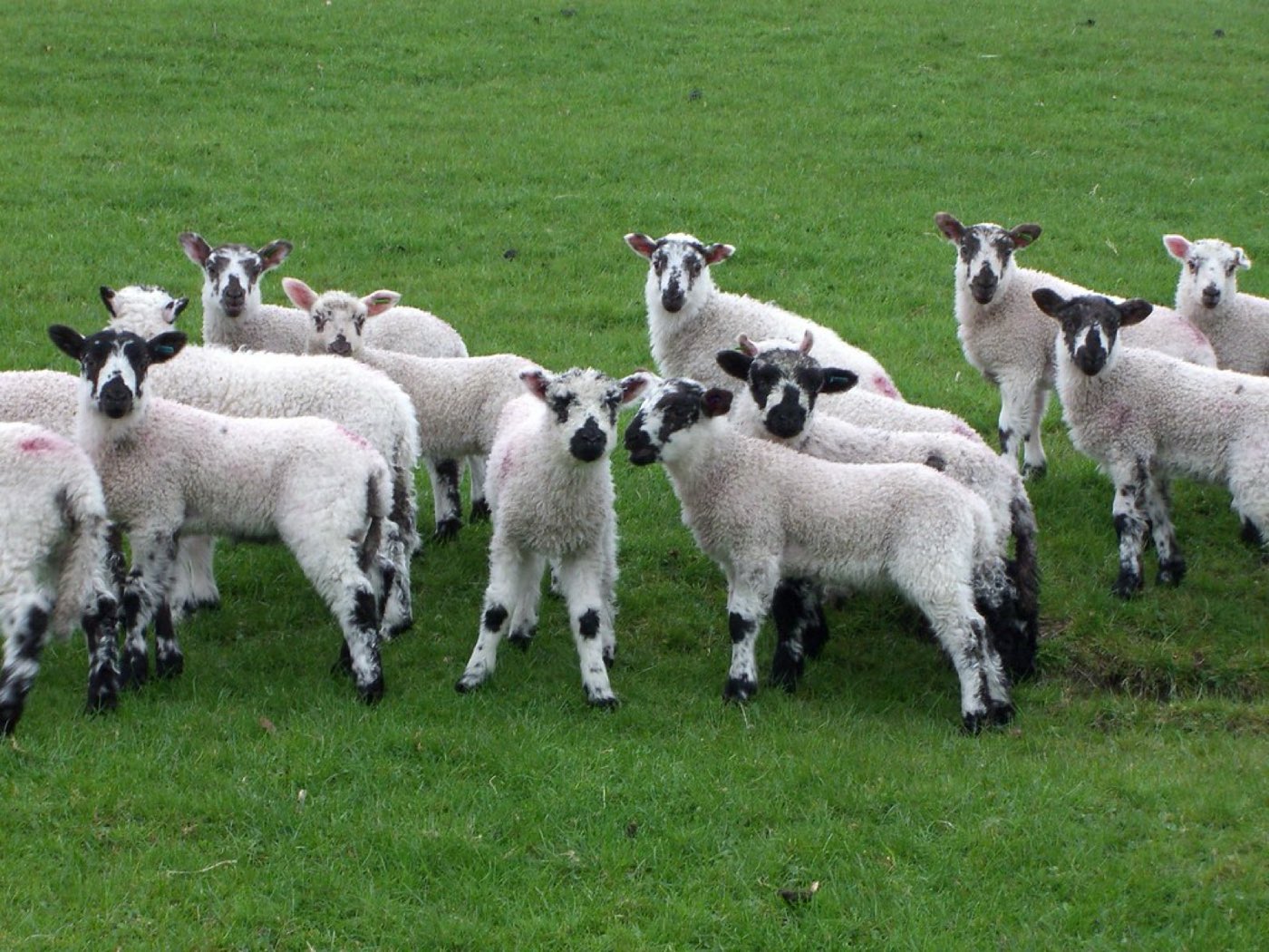 Flock of Sardi sheep at pasture